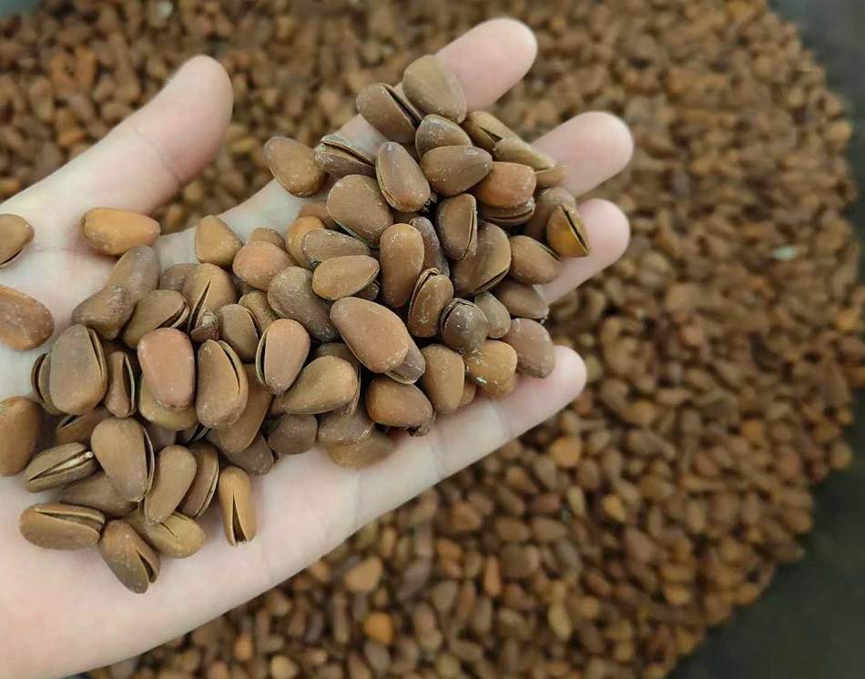 电磁流水线炒货机