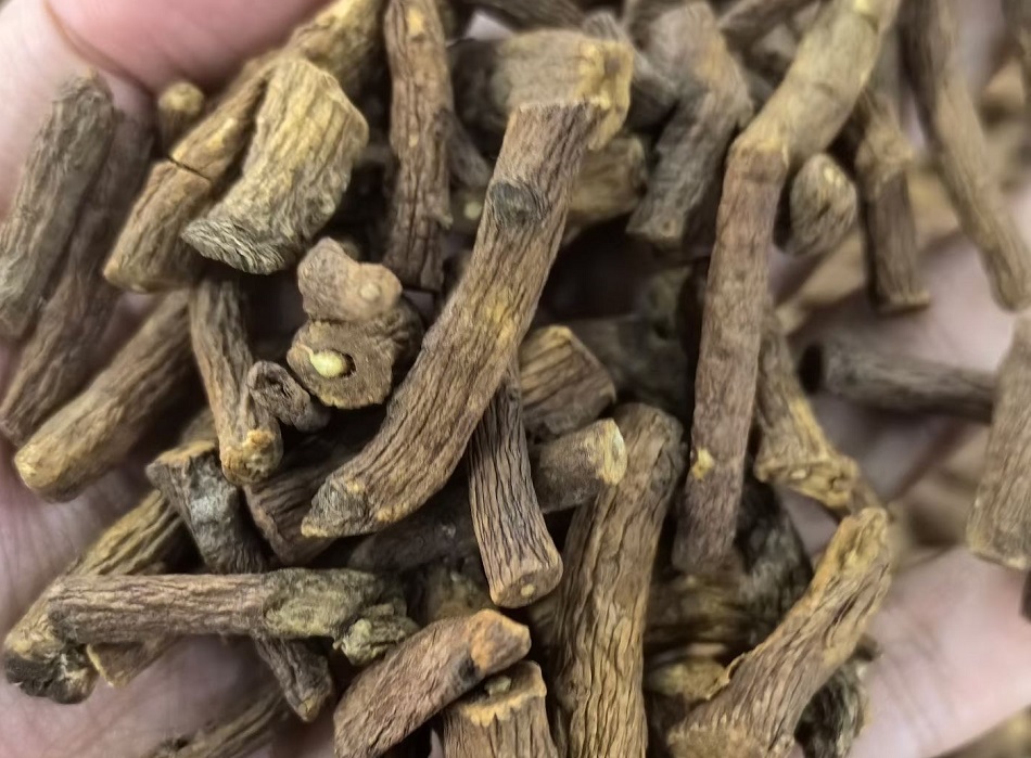 电磁炒货机炒制蒲公英根
